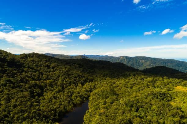 Forêt tropicale gabonaise