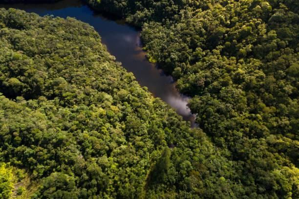 Rivière traversant la forêt gabonaise